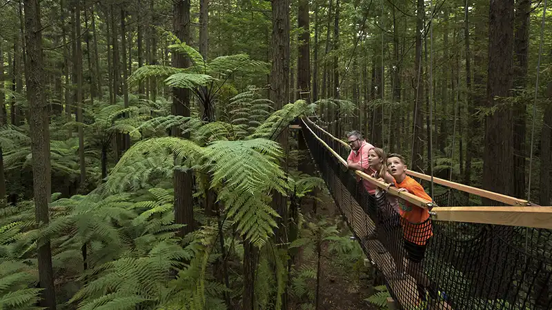 Take your hire car from Rotorua to the Redwood Forest